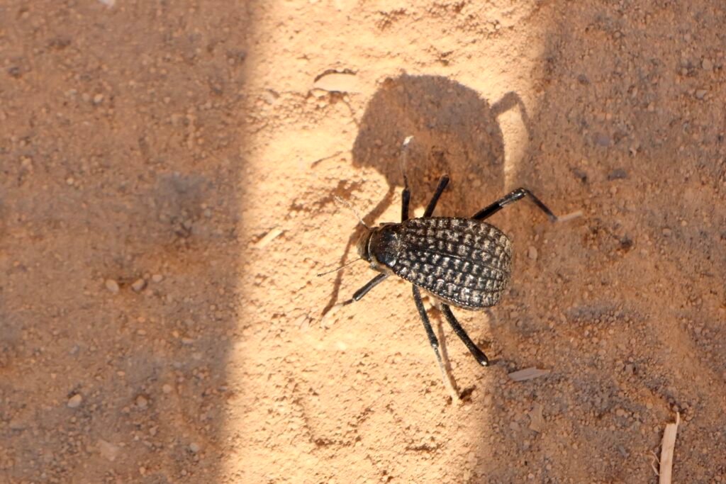 saoedi arabië 2025 11 08 (123)